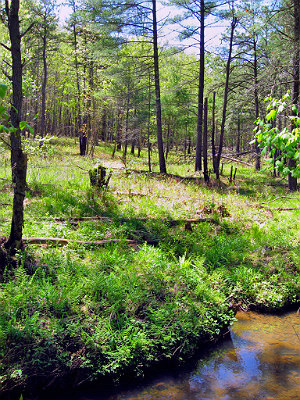 Big Spring Bog Natural Area Preserve