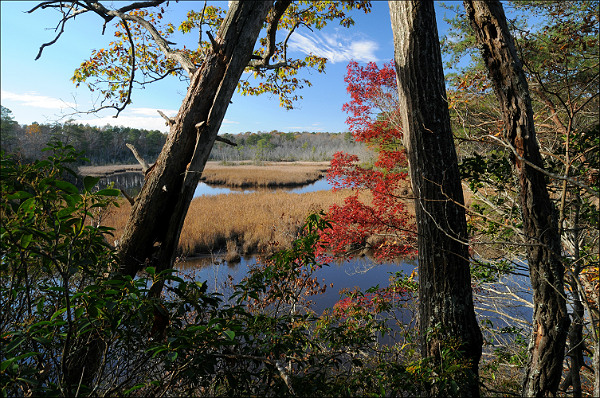 Bush Mill Stream Natural Area Preserve