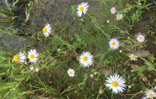 photo of Boltonia montana