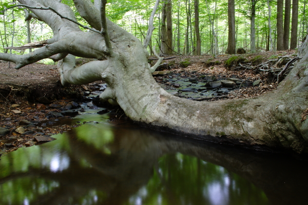 Bull Run Mountains Natural Area Preserve