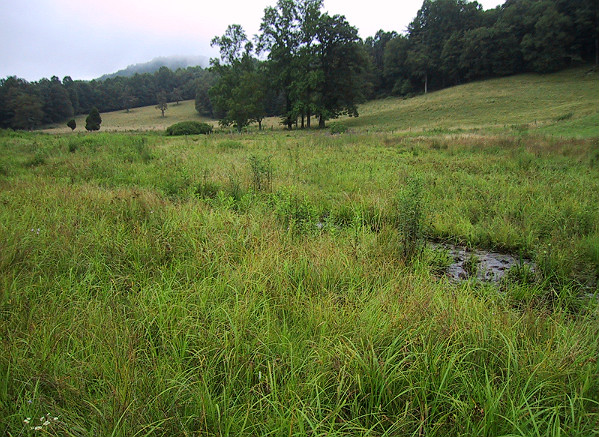 Camp Branch Wetlands Natural Area Preserve