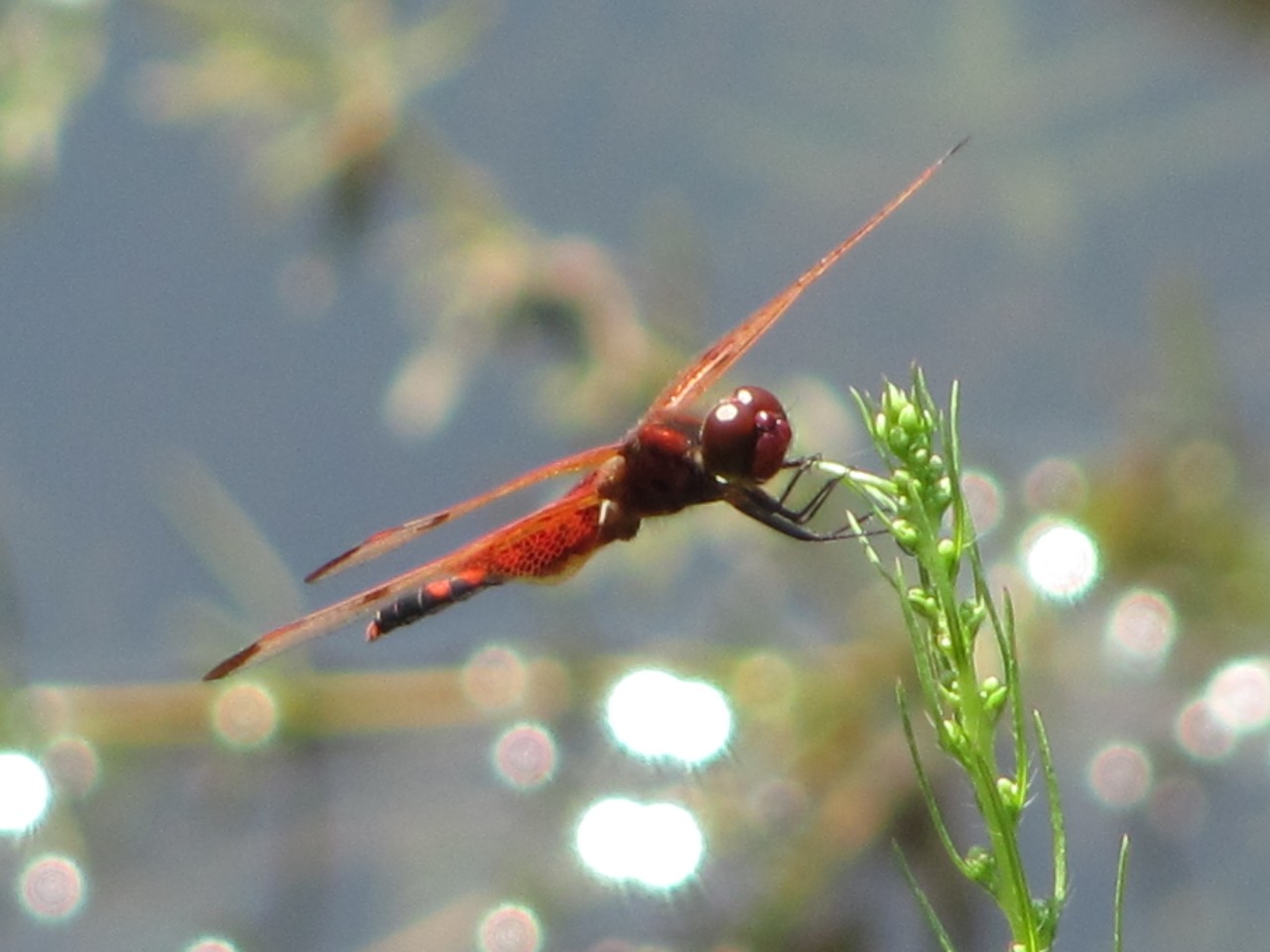 Calico pennant