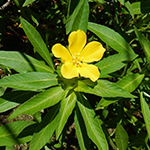 Common Primrose Willow (Ludwigia grandiflora ssp. hexapetala)