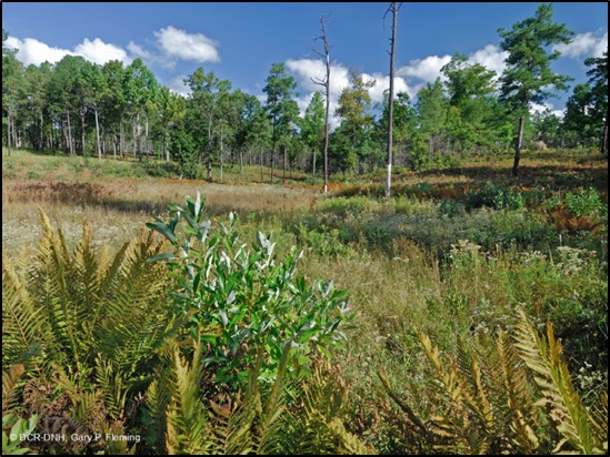 photo of Seepage bog community
