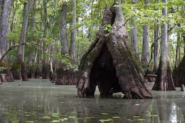 Cypress Bridge Natural Area Preserve