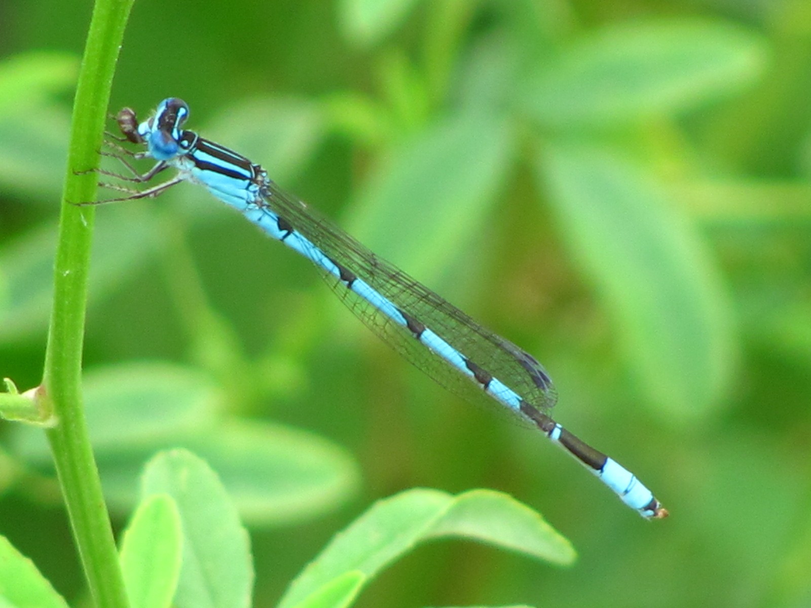 Big bluet