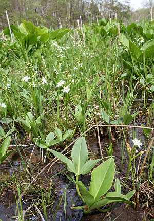 Folly Mills Fen Creek Natural Area Preserve