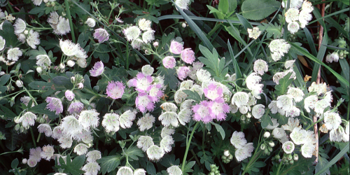 fringed Phacelia photo