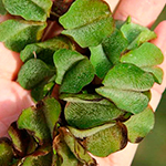 Giant Salvinia (Salvinia molesta)