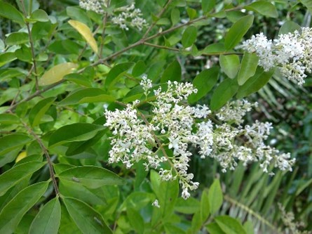 photo chinese privet