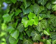 photo english ivy