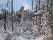 Snowy woods