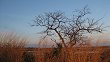 Tree in winter