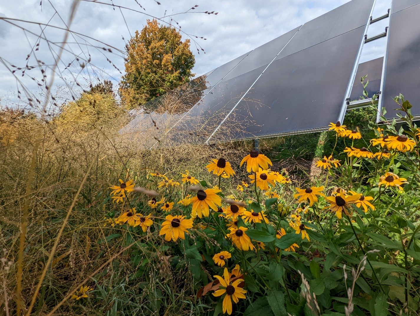 photo JMU Solar facility plants