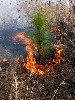 photo of long leaf sapling and fire