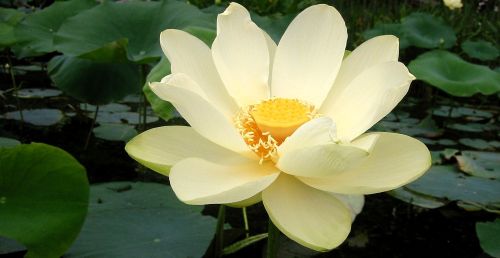 american lotus photo