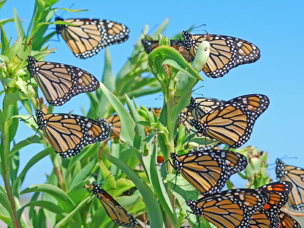 Monarch butterflies