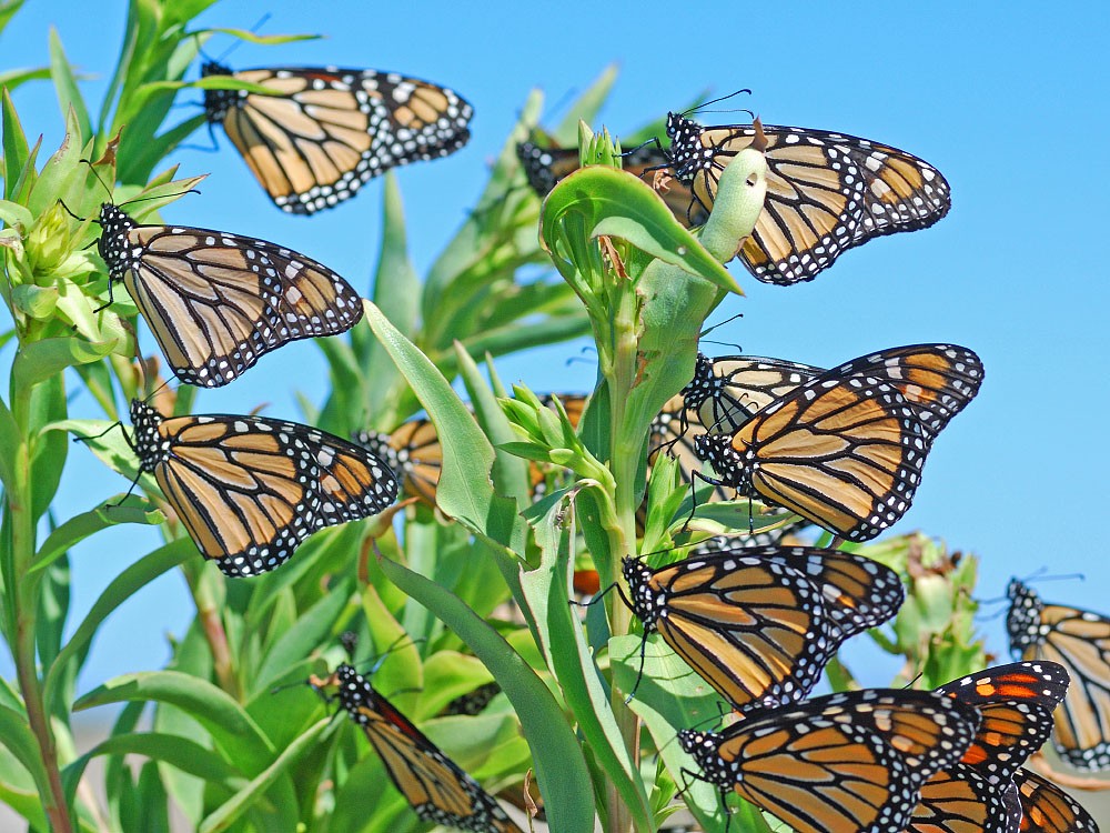 Monarch butterflies