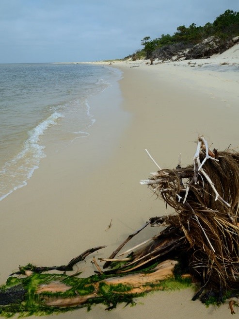 photo of tiger beetle habitat