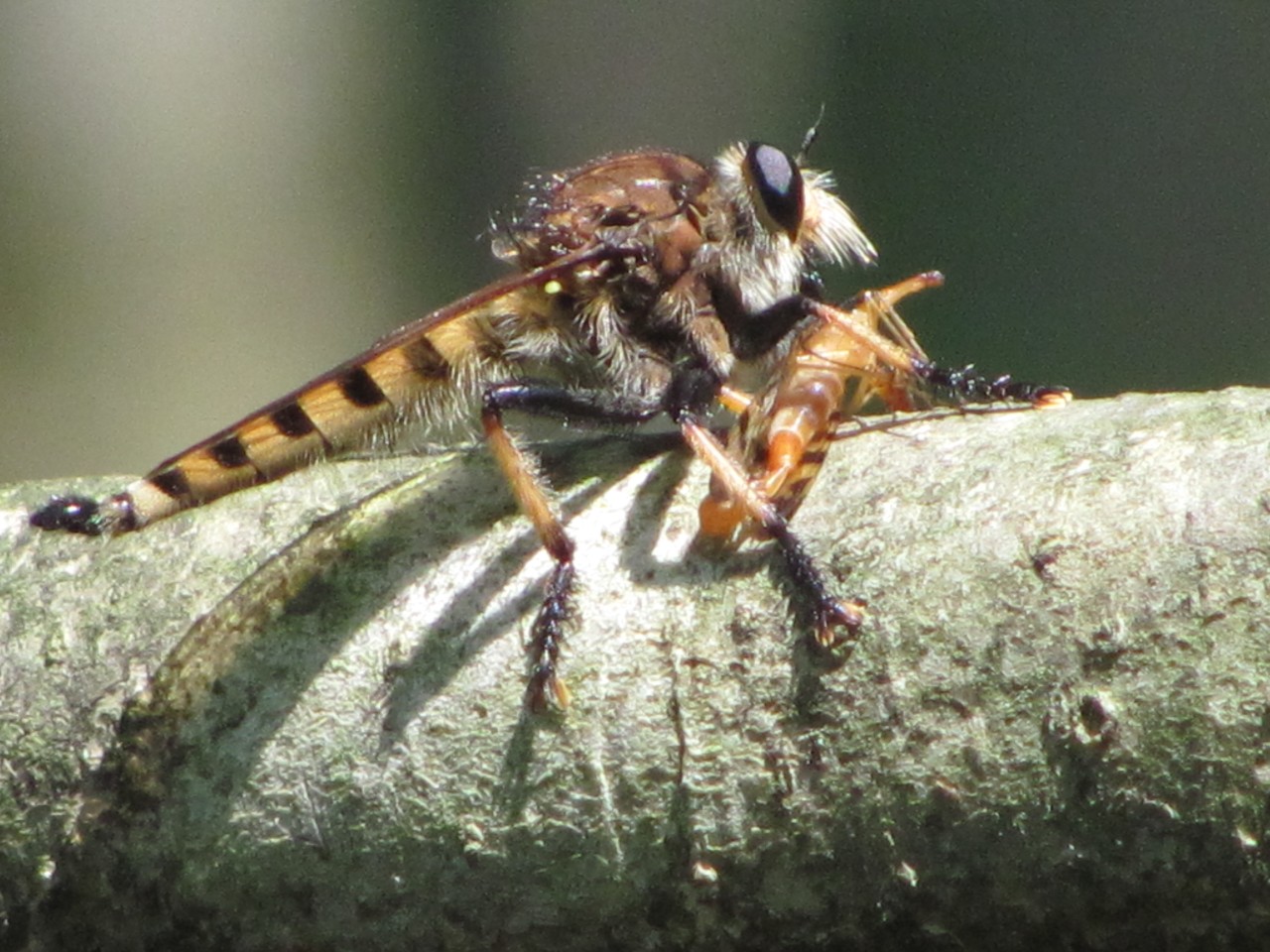 Robber fly