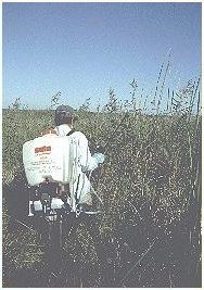 Common 
	reed, a tall invasive grass found on many coastal natural area preserves, is sprayed by DCR personnel trained and certified in herbicide application