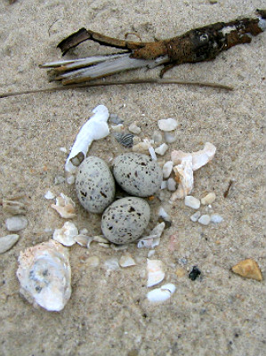 Least tern eggs