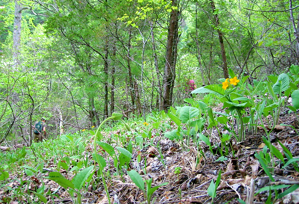 Sweet Springs Natural Area Preserve