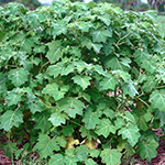 Tropical Soda Apple (Solanum viarum)