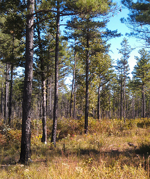 Difficult Creek Natural Area Preserve