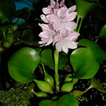 Water Hyacinth (Eichhornia crassipes)