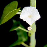 Water Spinach (Ipomoea aquatica)