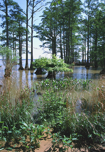 photo of James River tidal woodland