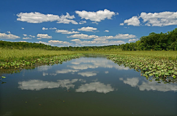 photo of tidal fresh water marsh