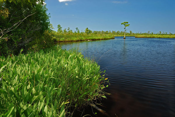 photo of wind tidal oligohaline marsh