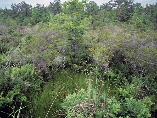 photo of Tidal Shrub swamp