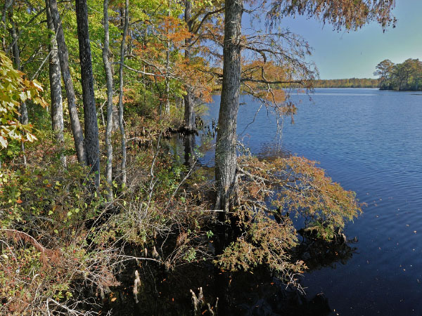 photo of Tidal swamp forest/woodland