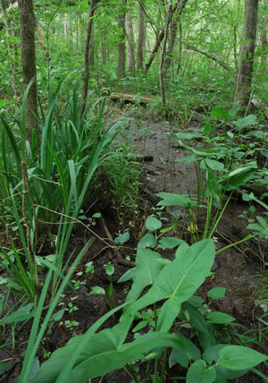 photo tidal swamp forest/woodland