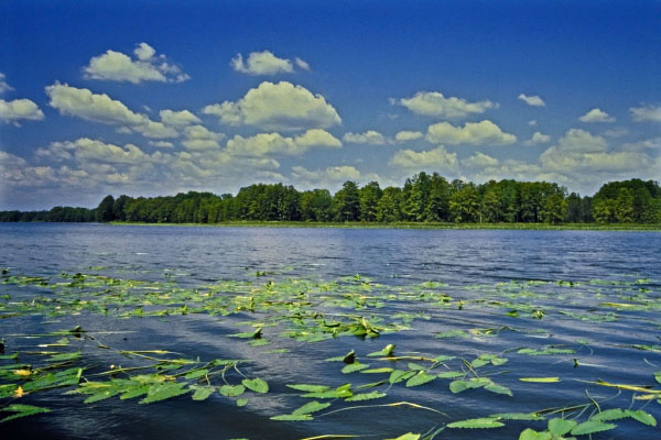 photo of Tidal freshwater/oligohaline aquatic bed