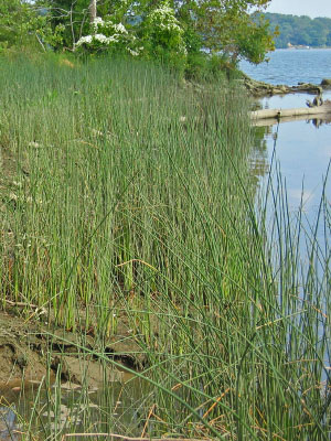 photo of high energy tidal river