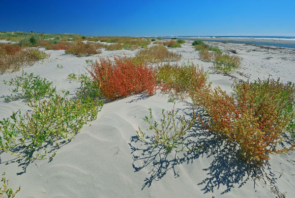 photo of upper beach and overwash flats