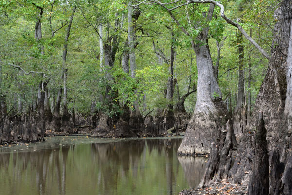photo of bald cypress tupelo swamp