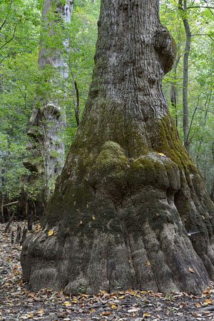 photo of bald cypress