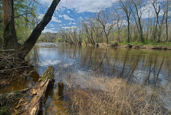 photo of coastal plain piedmont bottomland forest