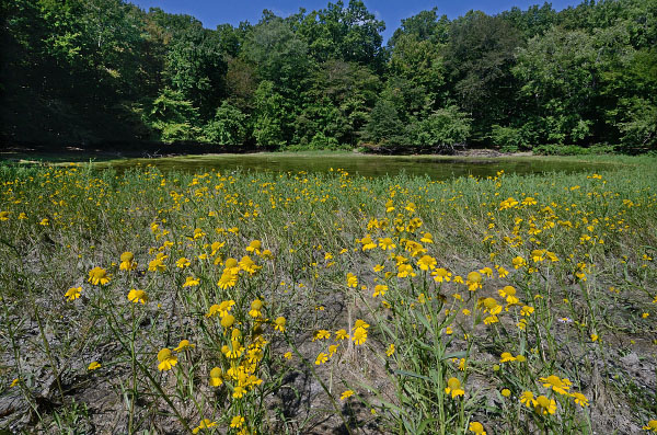 photo of montane depression swamp