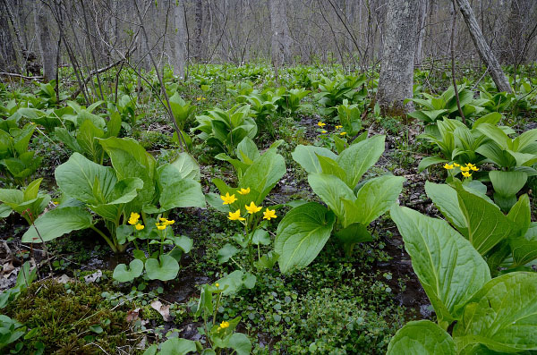 photo of mountain piedmont seepage swamp