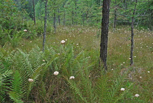 photo of appalachian bog