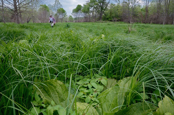 photo of calcareous fens and spring marshes