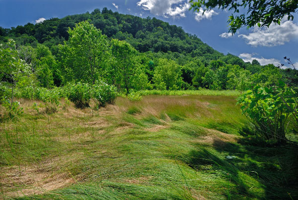 photo of inland salt marsh