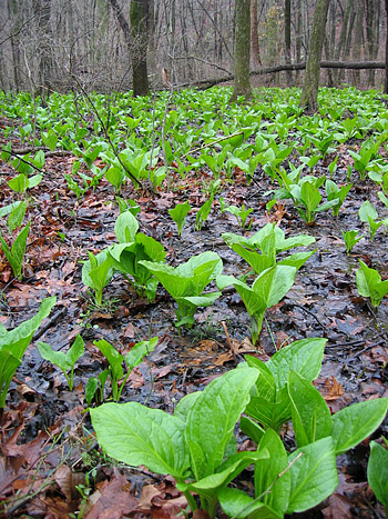 photo of seepage swamp with skunk-cabbage
