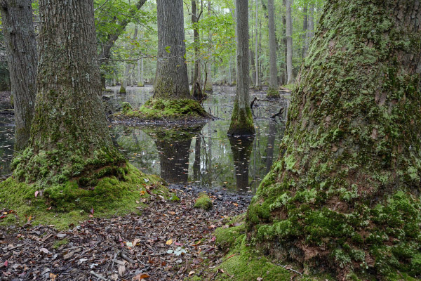 photo of coastal plain depression swamp